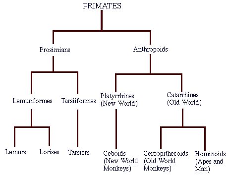 Primates