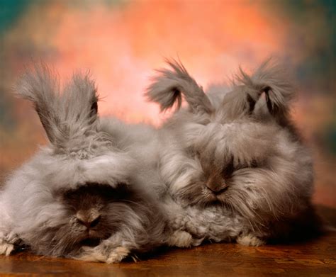 The Cuddly Fluffy Surreal World Of Angora Show Bunnies The New York