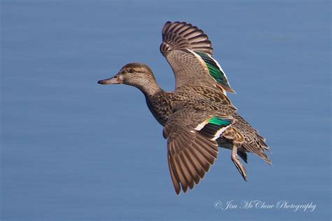Jim Mcclune Photography Birds In Flight Green Winged Teal Female Ca