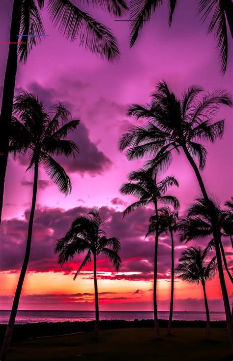 Ko Olina Sunset Pink And Purple Sunset Sky Palm Tree Silhouette