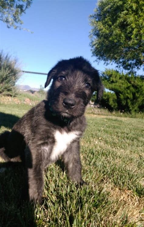 Irish Wolfhound Puppies For Sale Prescott Valley Az 301029