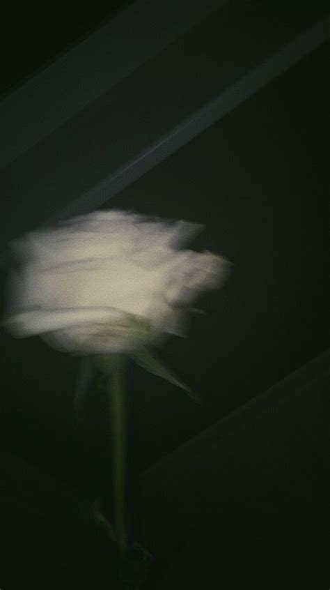 Rose Aesthetic Chaos Blurred Wallpaper Blur Photography Blur