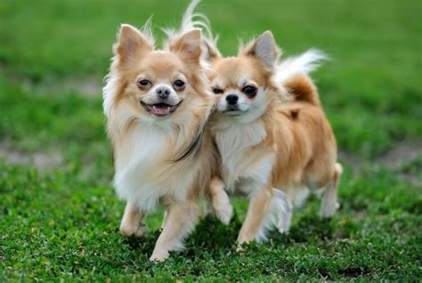 69 Dog Chihuahua Long Hair Image Bleumoonproductions