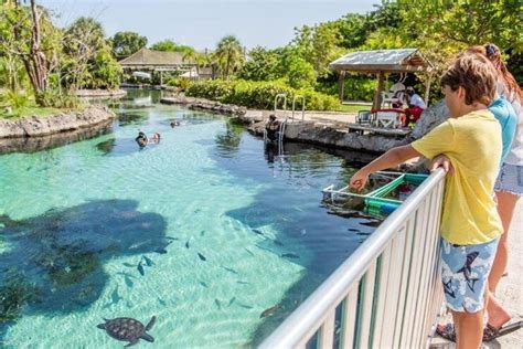 Turtle Farm Grand Cayman Review 2024 All You Need To Know