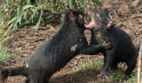 Fittest Tassie Devils The Most Susceptible To Facial Tumour Disease