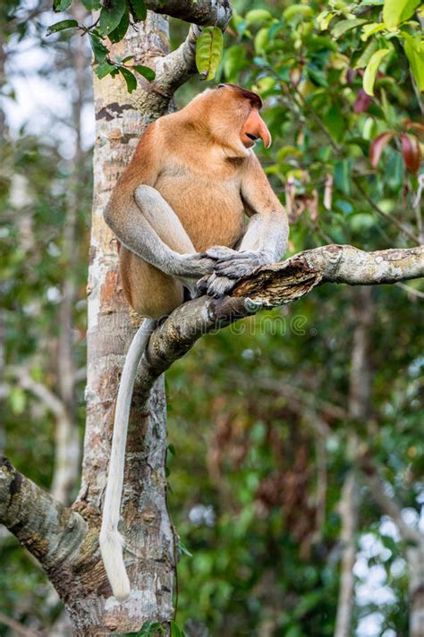 Male Of Proboscis Monkey Stock Image Image Of Mammal 98651813