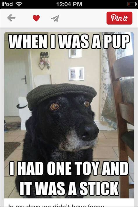 It Was A Stick Funny Dog Memes Funny Dogs Funny Animal Pictures