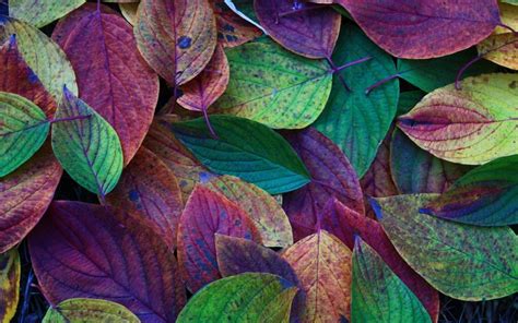 Autumn Leaves Green Purple Red Wallpaper Nature And Landscape