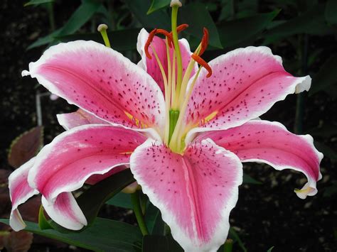 Lily Flower Pink · Free Photo On Pixabay