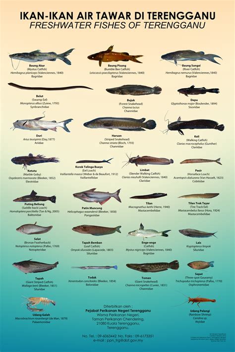 Jenis ikan air tawar lebih mudah untuk dibudidayakan daripada ikan laut. Perikanan Darat Negeri Terengganu: Poster Spesies Ikan Air ...