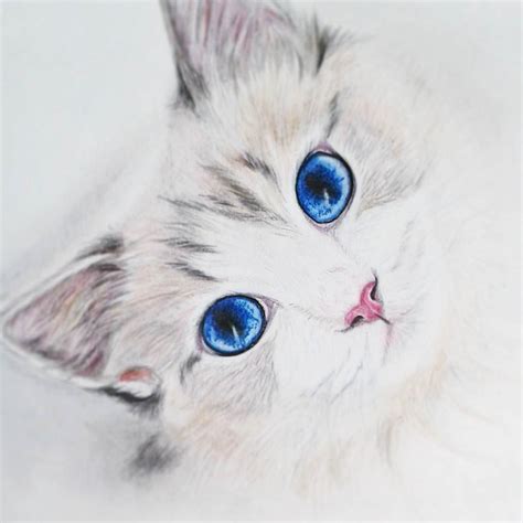 See more ideas about cat drawing, cat art, animal art. 19+ Cat Drawings, Art Ideas, Sketches | Design Trends ...