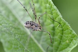 Nature - Phalangium opilio