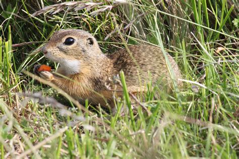 European Ground Squirrel Smaller Mammals Of The W Palearctic · Inaturalist