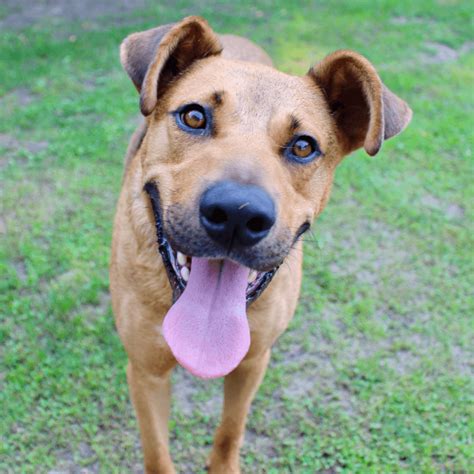 Shepherd And Black Mouth Cur Mix