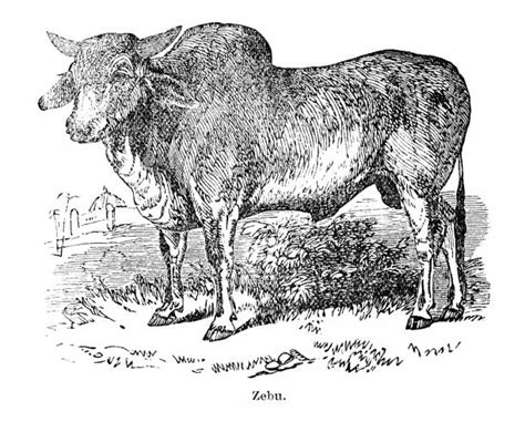 20 Brahman Cattle Illustrations Stock Illustrations Royalty Free