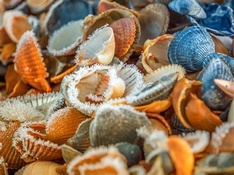 Shellfish Shells Clams Free Photo On Pixabay