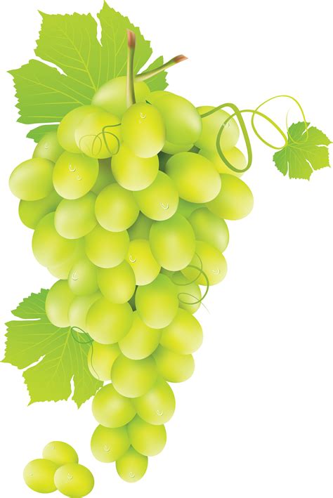 Free White Grapes Cliparts Download Free White Grapes Cliparts Png