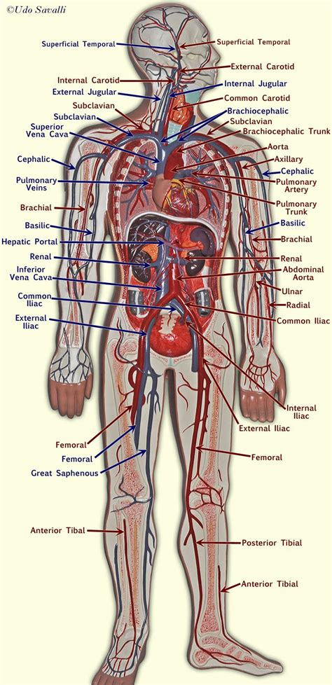 Bio202 Blood Vessels Blood Vessels Anatomy Anatomy Blood Vessels