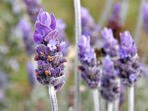 How To Grow Lavender Gardening With Charlie