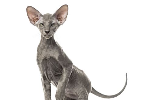 Peterbald Cat Breed Profile Characteristics And Care