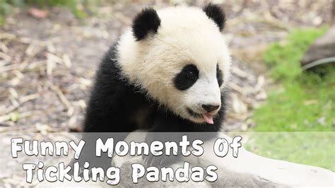 Funny Moments Of Tickling Pandas Ipanda Youtube