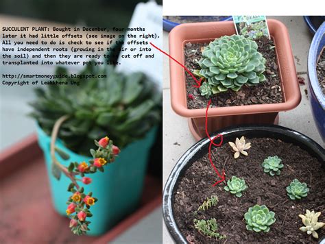 If you have an aloe vera plant or are considering getting one then you need to be prepared for aloe vera babies. Smart Money Guide: Repotting Succulents, Aloe Vera and ...
