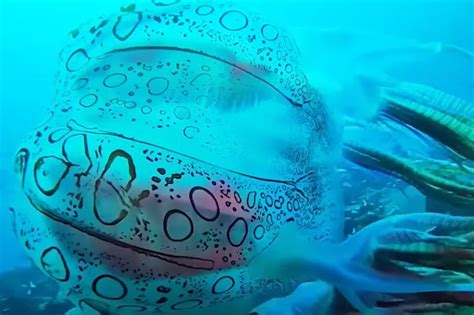 Chirodectes Maculatus Wiki Interesting Facts On The Rarest Jellyfish