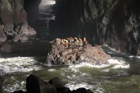 Sea Lion Caves The Sea Lion Caves Is One Of The Great Sea Flickr