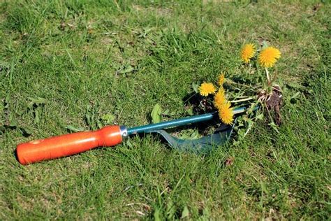 Best Way To Get Rid Of Dandelions Permanently 5 Tips To Help You