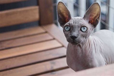 10 Best Hairless Cat Breeds For A Unique Pet Pal Foreblog
