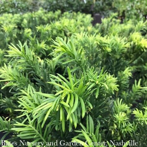 Japanese Plum Yew Cephalotaxus Shrubs Bates Nursery And Garden
