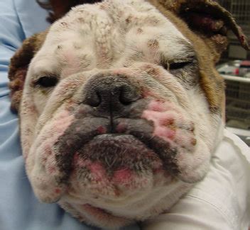 Pemphigus foliaceus doesn't usually affect mucous membranes. Pemphigus Foliaceous - Long Green Animal Dermatology