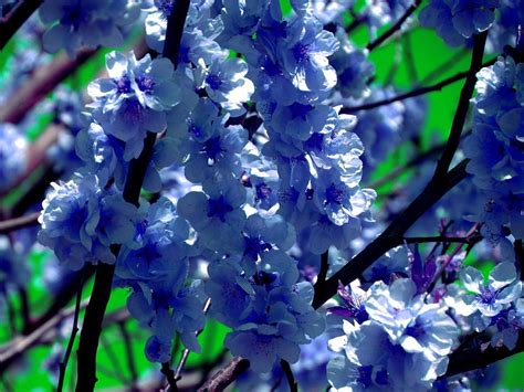 Blue Cherry Blossom Colorful Nature Photograph By Patricia Piotrak