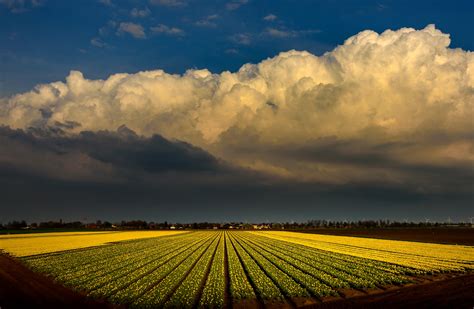 netherlands, Fields, Tulips, Sky, Clouds, Nature Wallpapers HD / Desktop and Mobile Backgrounds