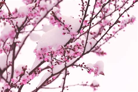 Pink Flowers Covered With Snow Winter In The Spring Stock Image