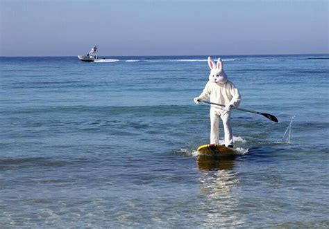 Surfing Easter Bunny Looks More Like Paddle Boarding With Images