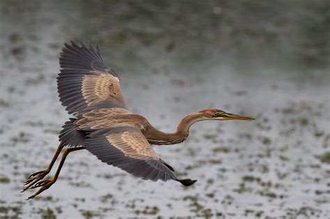 Purperreiger Purple Egret De Website Van