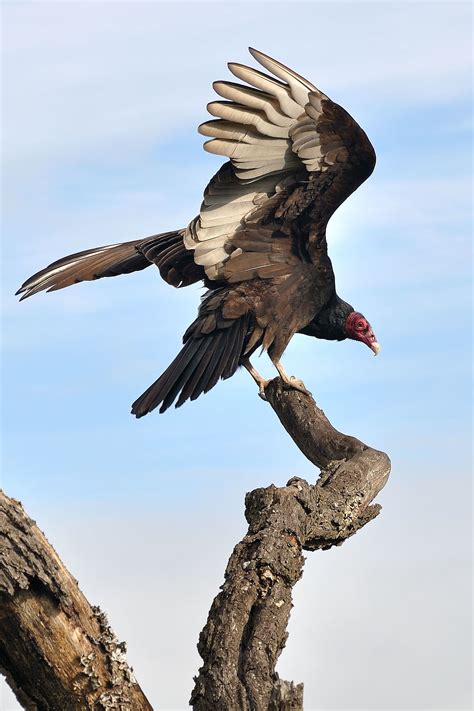 I've finally got the time to start working on them and as dead bird was released. Turkey vulture - Wikipedia