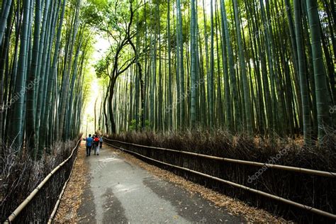 교토 아라시 야 마 산 일본 대나무 숲과 관광에 대 한 유명한 랜드마크 스톡 사진 Curioso Travel