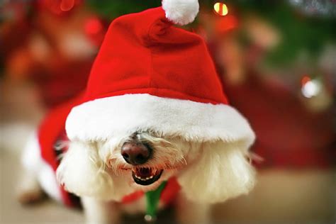 Funny Christmas Dogs 13 Wide Wallpaper