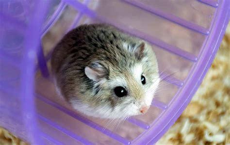 Le Hamster Roborovski Hamster Et Compagnie