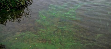 4 Different Types Of Pond Algae With Pictures Aqua Movement