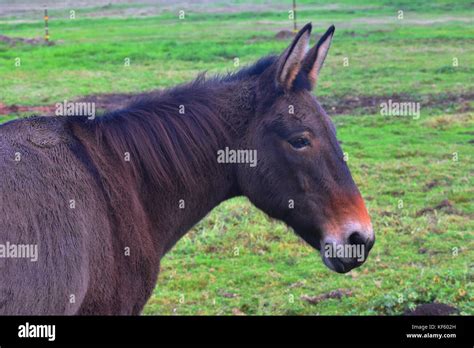 A Closeup Of A Donkey From A Side Profile Stock Photo Alamy