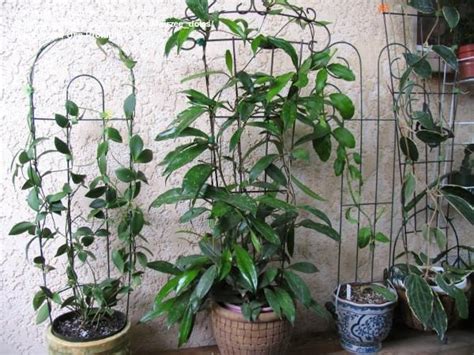 Indoor Plant Pot Trellis Thuem Garden Plant