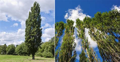Complete Guide On Poplar Tree Poplar Tree Uses