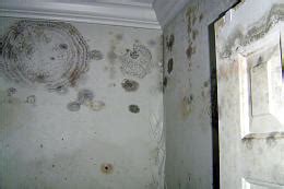 The growth known as black mold is a strain called stachybotry chartarum. Keep house dry to avoid mold | Renovation Design Group