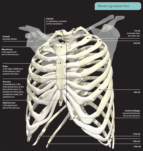 Anatomy Of Chest And Ribs D Skeletal System Bones Of The Thoracic