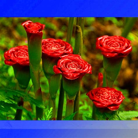 2018 100 Pcsbag Red Carnation Up Lamp Perennial Flower Garden Bonsai