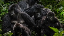 Virunga National Park | Support Our Conservation Efforts