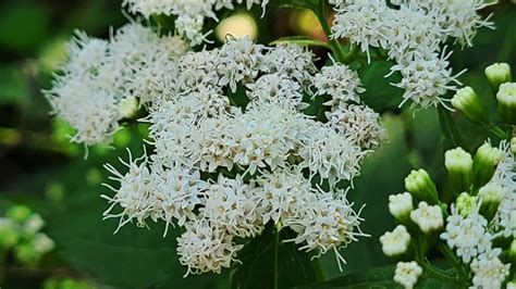 A Complete Guide To White Snakeroot What You Need To Know Growit